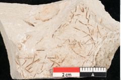 Foto (Detailansicht) von Hypnum sagorianum Ettingshausen (NHMW-GEO-2024-0188-6729)